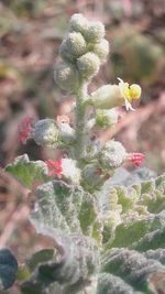 Close-up of flowers