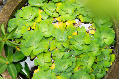 High angle view of green leaves on plant