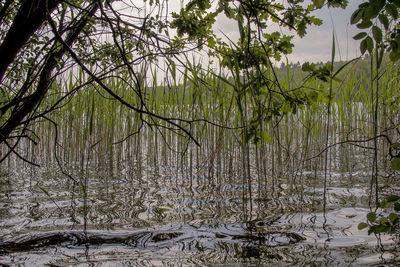 Scenic view of lake in forest