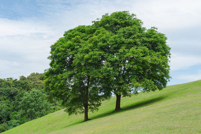 Trees on field against sky