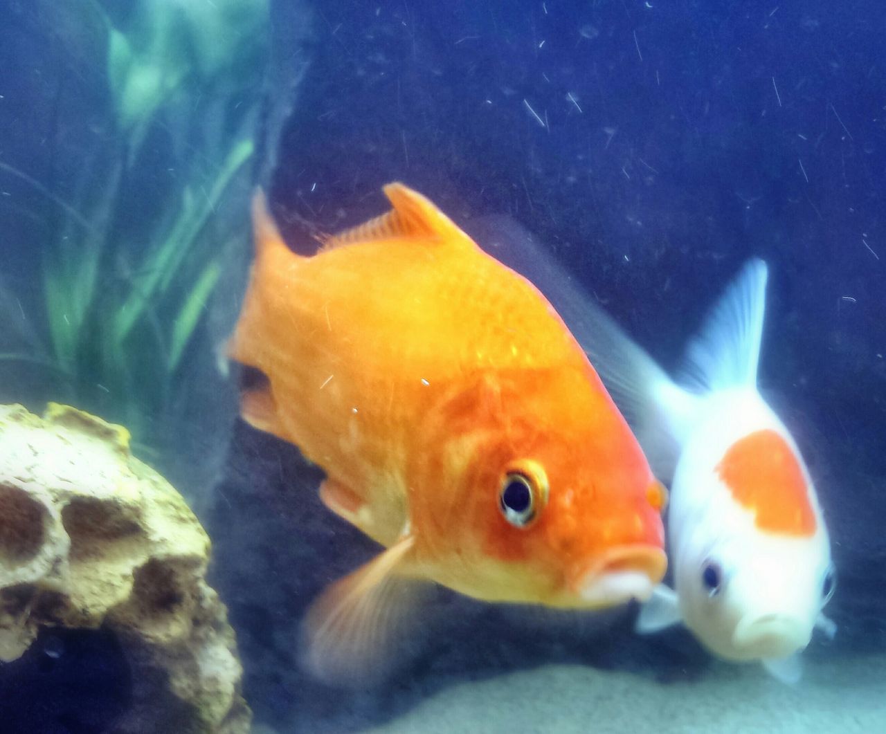 animal themes, underwater, fish, swimming, sea life, animals in the wild, wildlife, water, undersea, one animal, aquarium, close-up, indoors, sea, fish tank, animals in captivity, nature, transparent, coral, aquatic