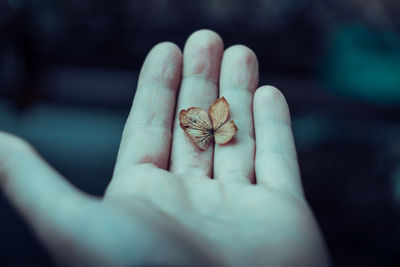 Cropped hand holding dry leaf