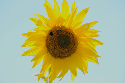 Close-up of sunflower blooming outdoors