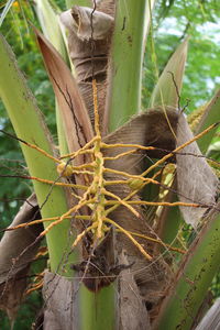 Close-up of succulent plant