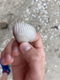 Close-up of hand holding seashell