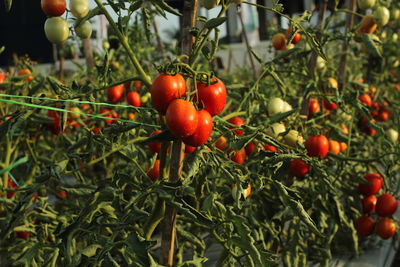 Close-up of cherries on tree