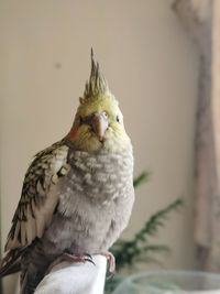 Close-up of parrot perching