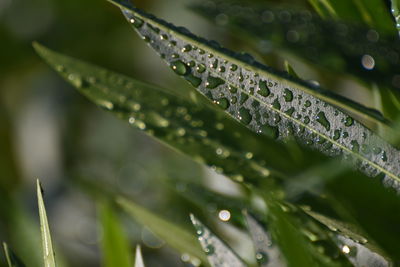 dew