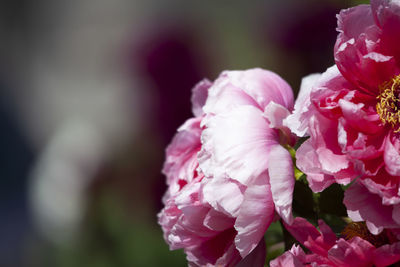 Close-up of pink cherry blossom