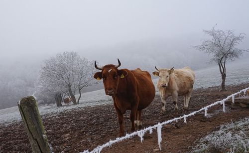 Cows standing on field during winter