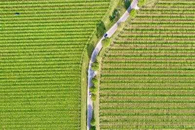 High angle view of agricultural field