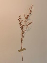 Close-up of cross on plant against wall