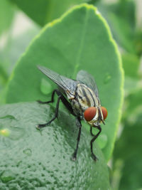 Close-up of fly on leaf