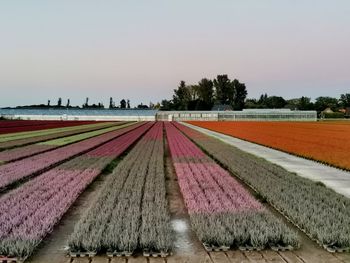 Scenic view of agricultural field against clear sky