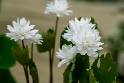 Anemonella thalictroides kikuzaki white blossoms in the garden in spring