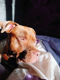 Close-up of a dog with eyes closed