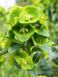 Close-up of flowers