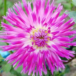 Close-up of pink flower