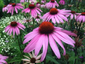 Close-up of purple coneflower blooming outdoors