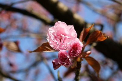 Close-up of pink flower blooming outdoors