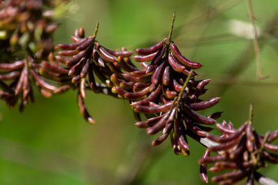 Close-up of red flowering plant