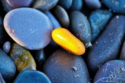 Close-up of shells on beach