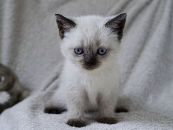 Color seal point scottish cat. this color is linked to blue eyes. 