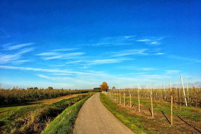 Road passing through agricultural field against blue sky