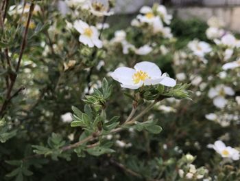 Close-up of white flowering plant