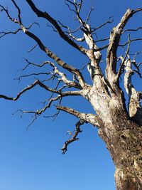 Low angle view of bare tree against clear blue sky