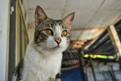 Close-up portrait of cat