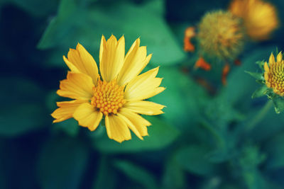 Beautiful fairy dreamy magic yellow coreopsis calliopsis tickseed flower on blurry green background. 