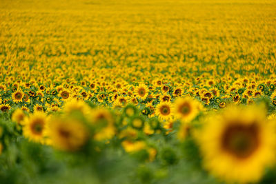 Scenic view of oilseed rape field