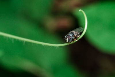 Close-up of insect on plant