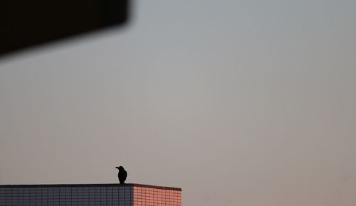 Low angle view of birds perching on wall