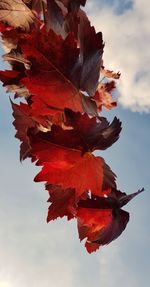 Low angle view of red maple leaves against sky