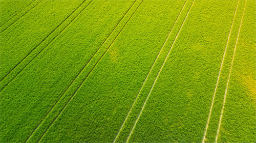 Full frame shot of agricultural field