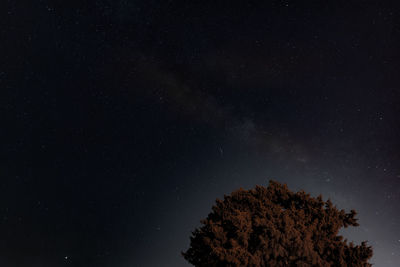 Low angle view of tree against sky at night