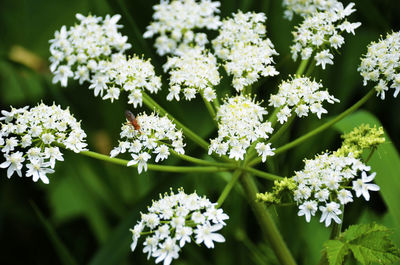 Close-up of white flowering plants