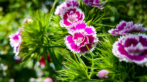 Close-up of purple flowers blooming outdoors