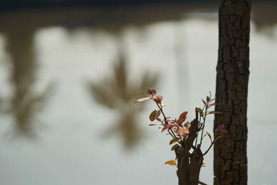 View of a branch on tree trunk