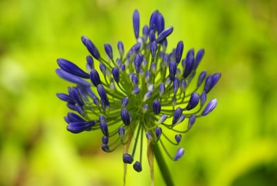 Close-up of purple flower blooming against blue sky