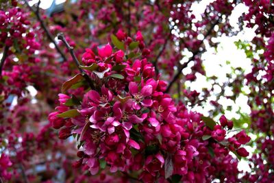 Close-up of pink flowers