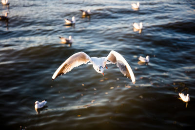 Seagulls flying over lake