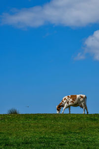 View of a horse on field