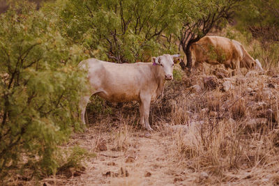 Cows standing on field