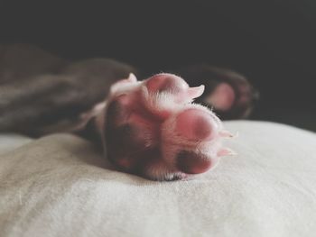 Close-up of dog relaxing