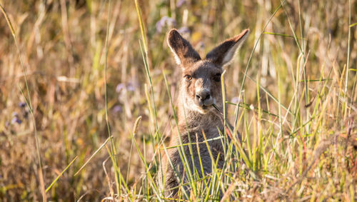 Portrait of kangaroo amidst plants on field