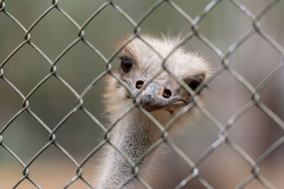 Curious ostrich behind fence at zoo