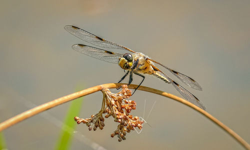 Close-up of dragonfly on plant